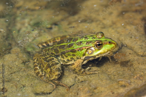 Frosch Nahaufnahme Teich