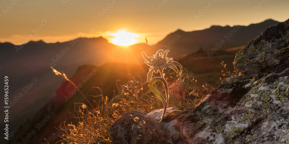 Wunschmotiv: Edelweiss auf Fels in der Abendsonne in den Alpen als Panorama #159652459