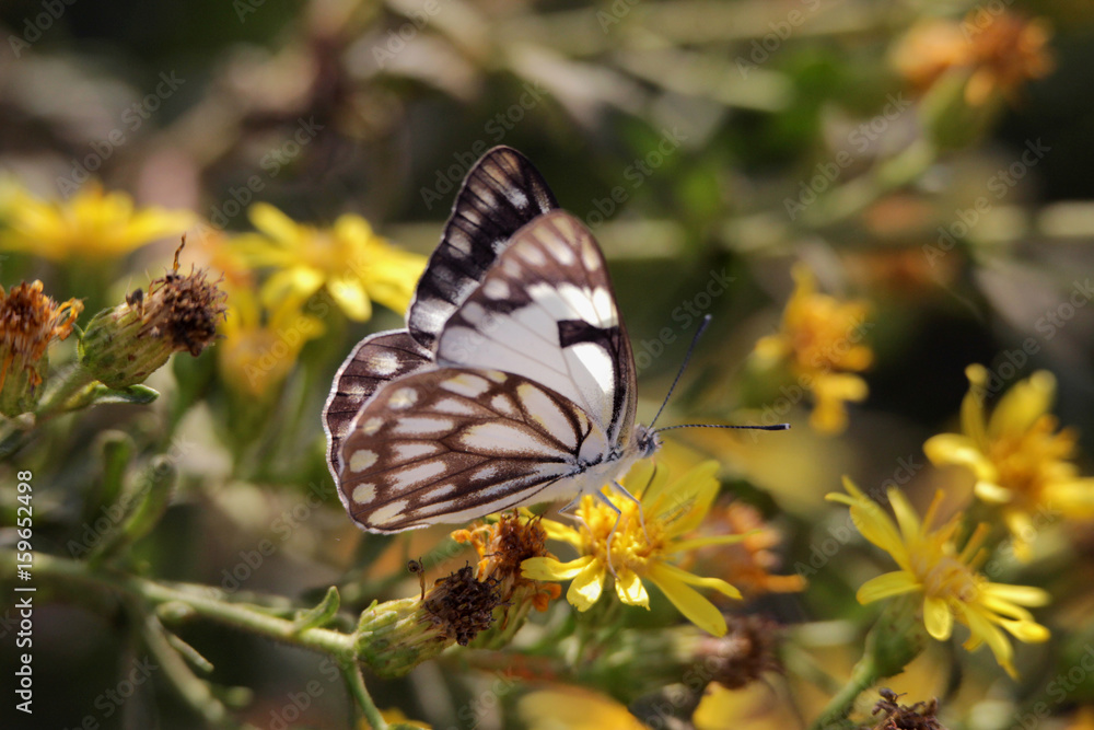 mariposa con su flor mariposa con su flor
