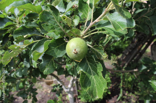 Plakat green apple