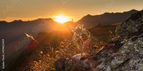 Edelweiss auf Fels in der Abendsonne in den Alpen als Panorama photo