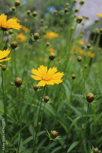 Plakat yellow flower