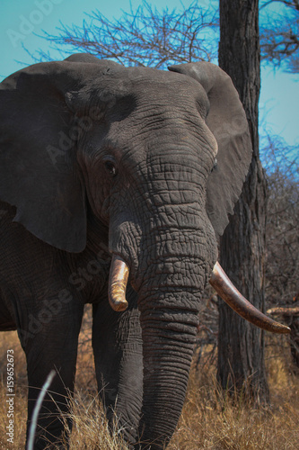 Elefant