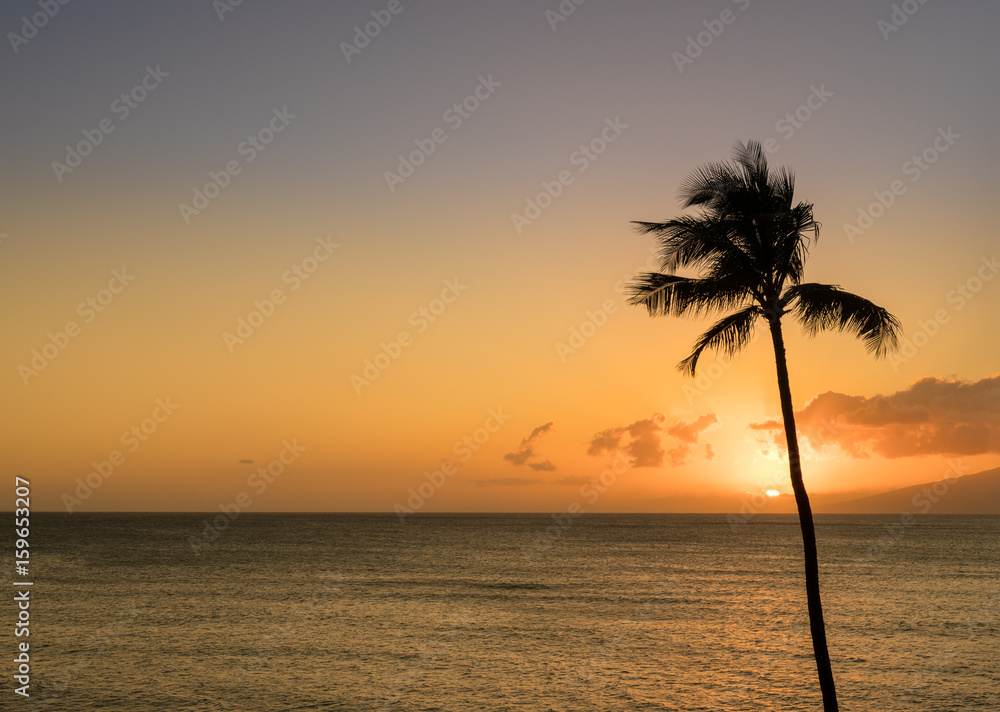 Single palm tree in silhouette in sunset off Maui