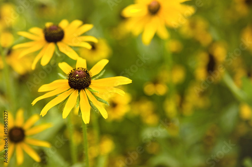 Fototapeta Naklejka Na Ścianę i Meble -  Field of Black Eyed Susan Flowers