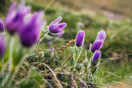 Mountain flowers in June in the Alps, Switzerland