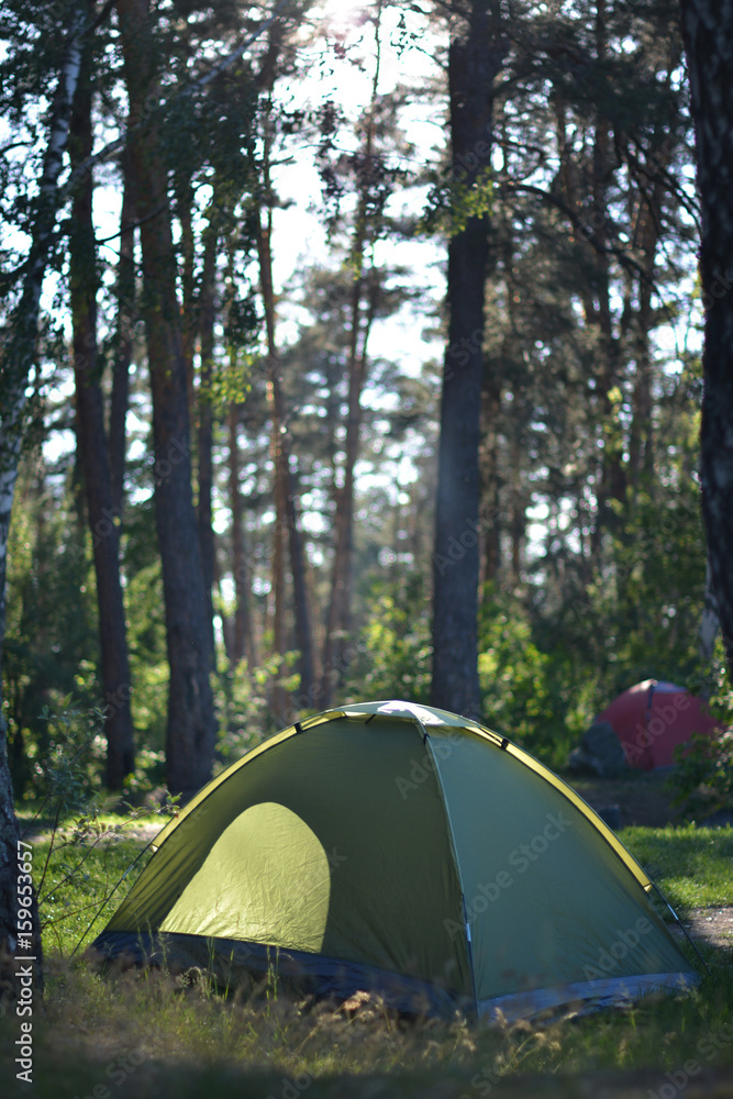 Hiking in the forest in summer, healthy camping