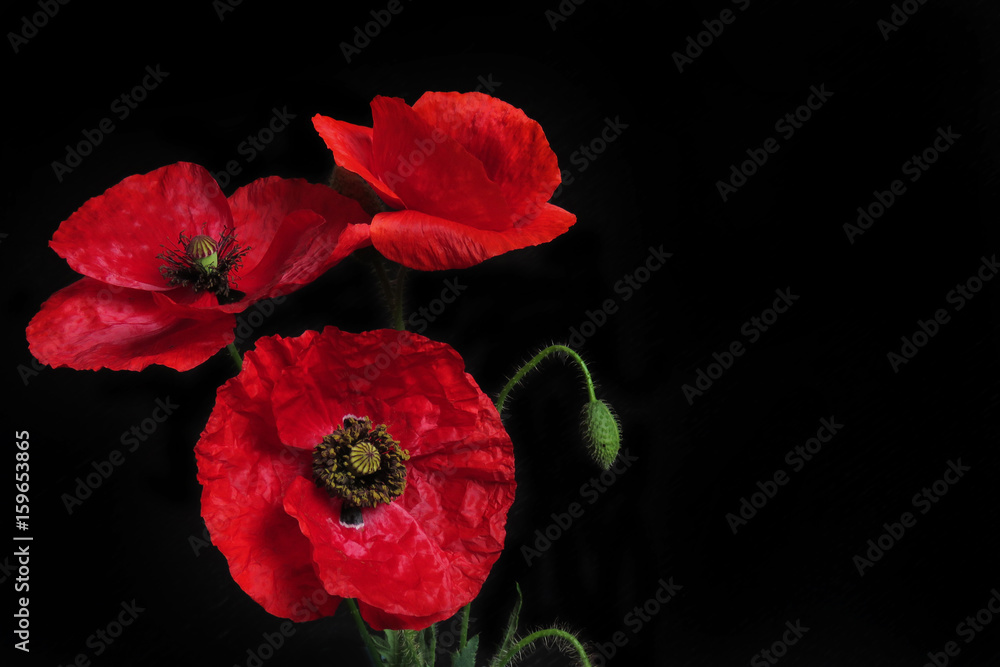 Fototapeta premium Kwiaty maku na czarnym tle