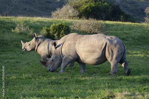 White Rhinoceros  South Africa