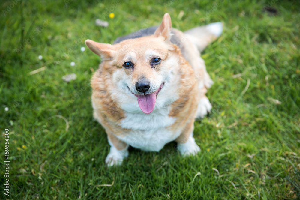 Friendly overweight corgi dog sat on grass looking up and panting Friendly overweight corgi dog sat on grass looking up and panting