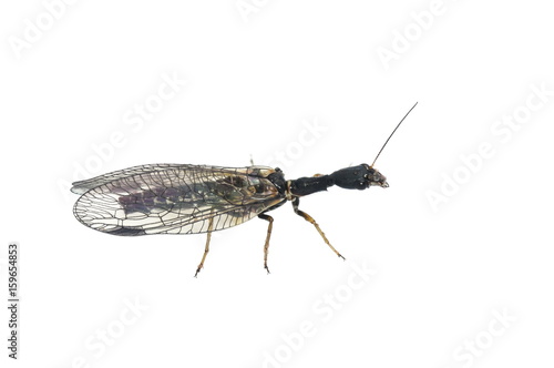 The  snakefly Phaeostigma notata isolated on white background photo