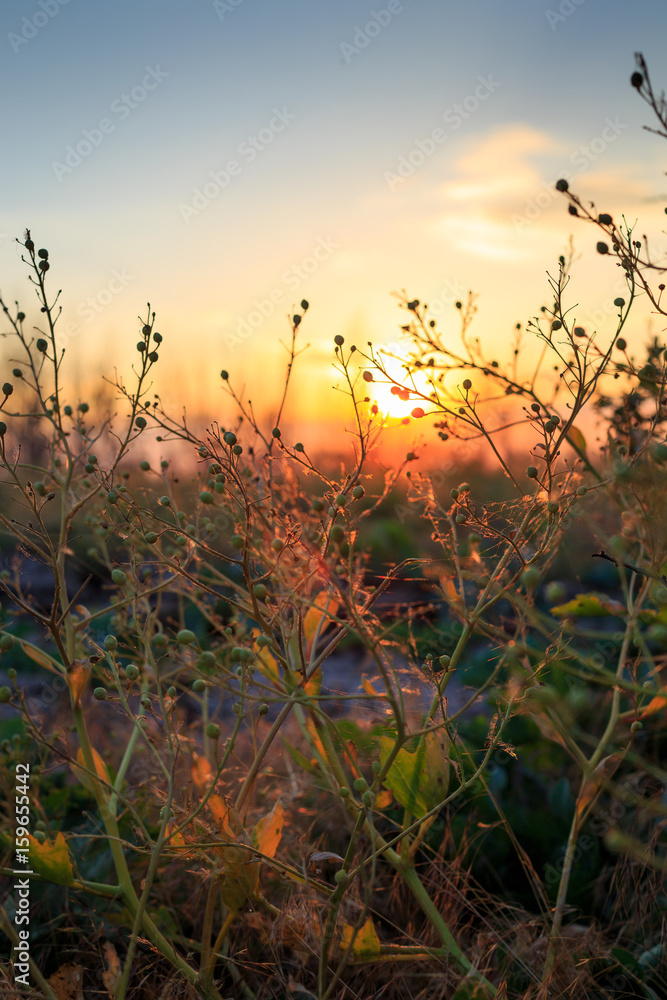 Obraz premium Flowers in the field at sunset
