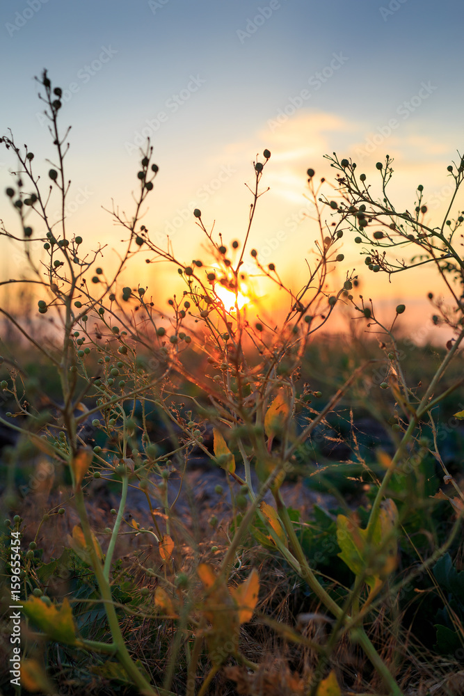 Obraz premium Flowers in the field at sunset