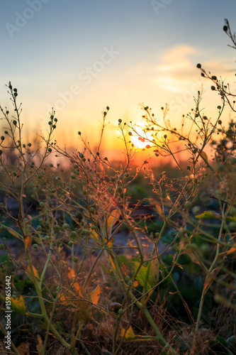 Flowers in the field at sunset