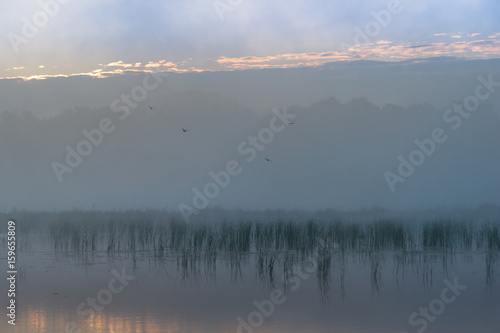 Fototapeta Naklejka Na Ścianę i Meble -  Ptaki we mgle 