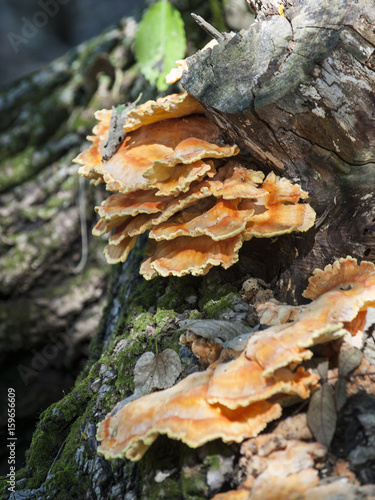 fungi grows on a fallen tree