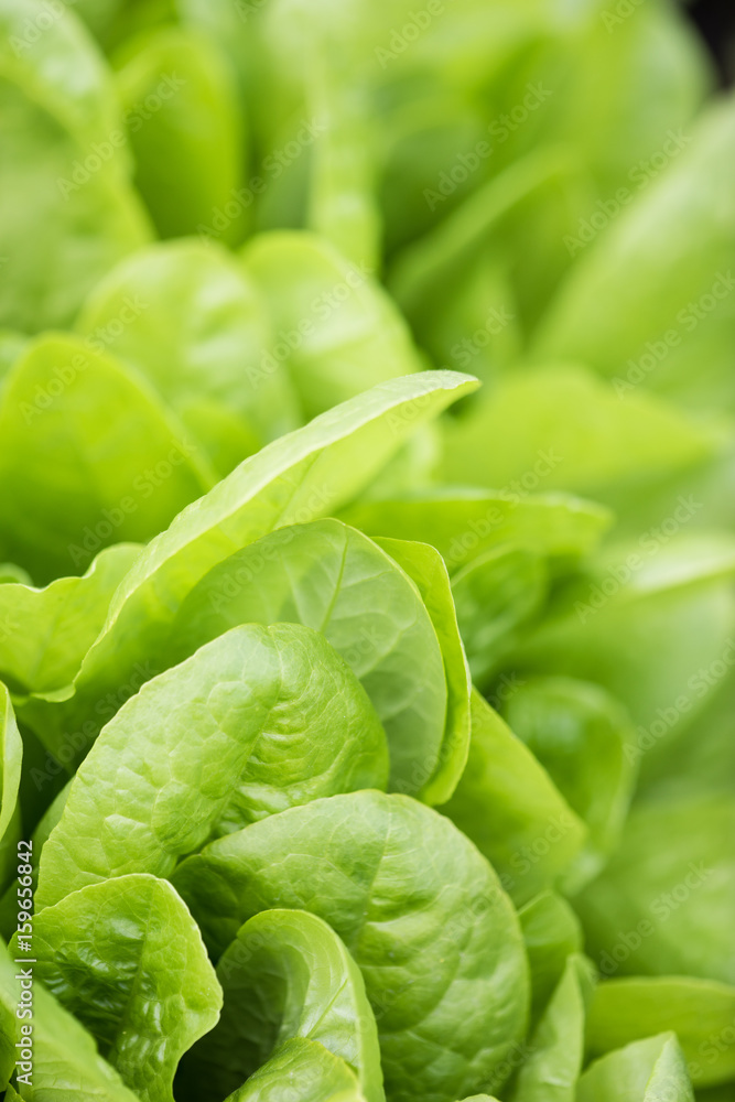 Fresh lettuce leaves, close up. Healthy organic food. Fresh lettuce leaves, close up. Healthy organic food.