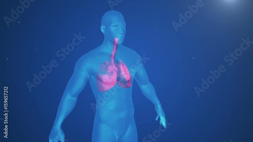 3d animation of pulsating lungs in the human body photo