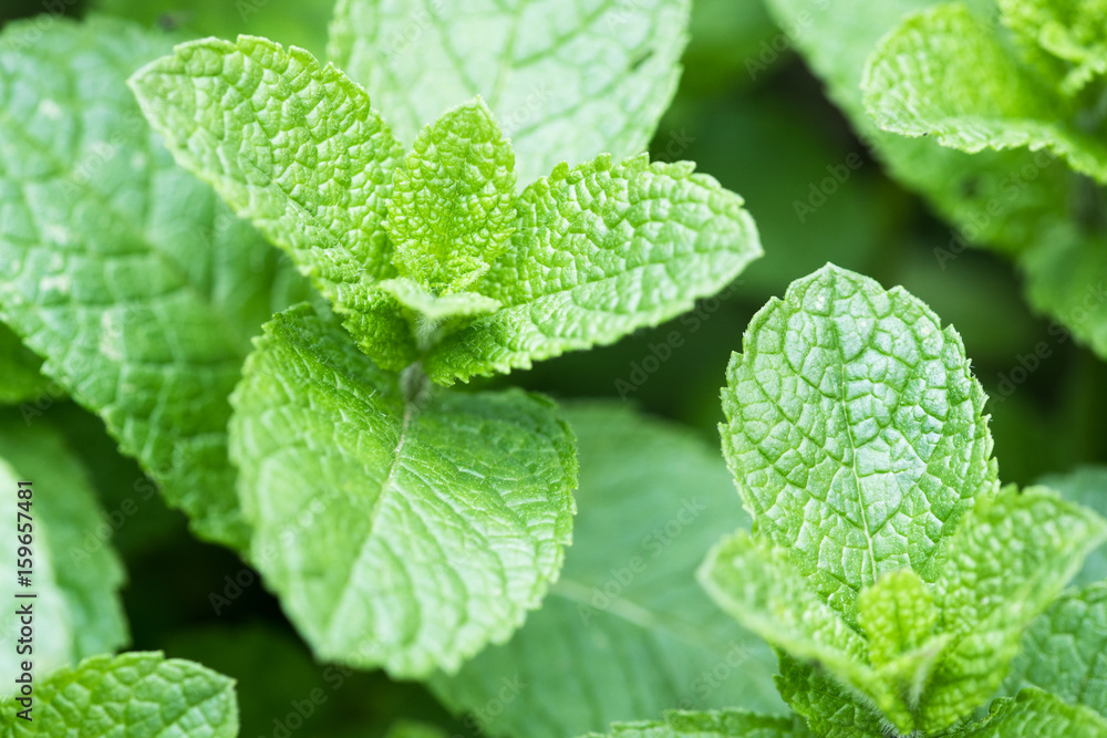 mint plant grow at vegetable garden. Mint leaves background mint plant grow at vegetable garden. Mint leaves background