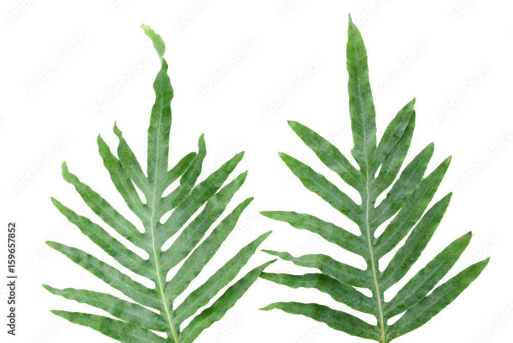 Green tropical leaves on white background Green tropical leaves on white background