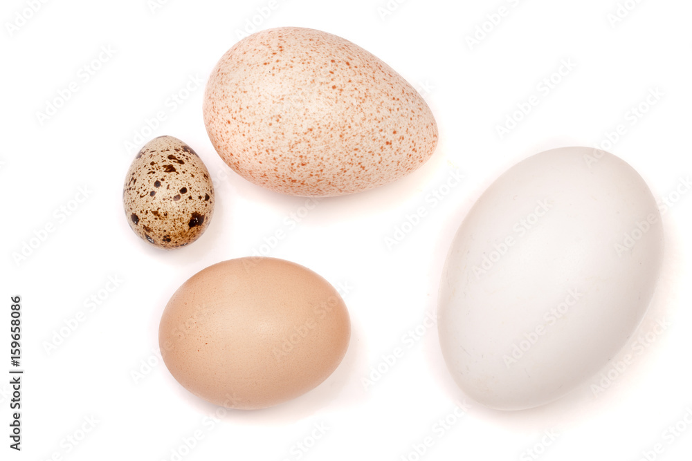Goose turkey chicken and quail eggs isolated on white background Goose turkey chicken and quail eggs isolated on white background