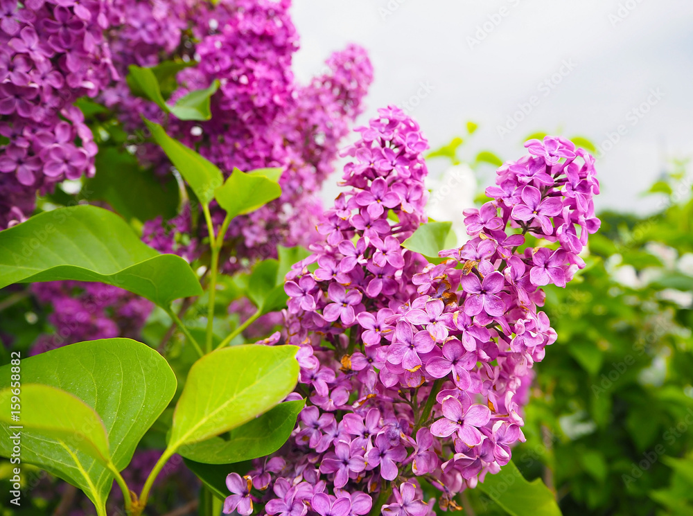 Obraz premium Beautiful purple lilac flowers outdoors. Syringa vulgaris. Spring summer background