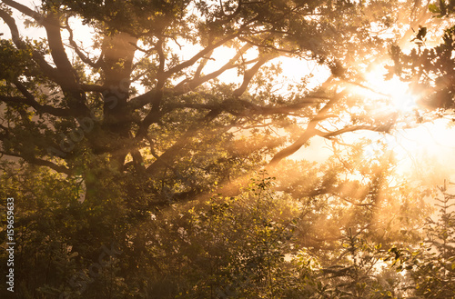 misty sunbeams through tree branches © Olha Rohulya
