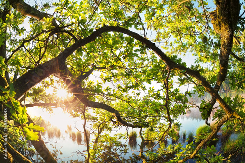 Fototapeta Naklejka Na Ścianę i Meble -  sunlight through oak tree branches