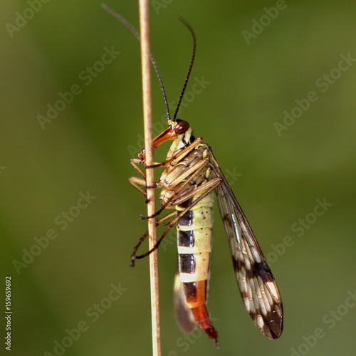 Scorpionfliege photo