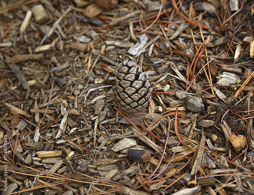 Pinecone floor