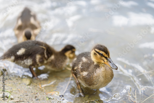 Close up of three baby mallard ducks on the edge of a pond   © knelson20