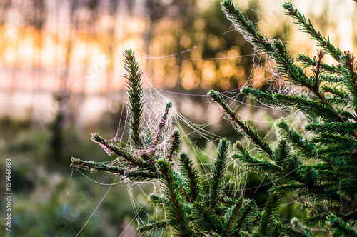 Early morning in the woods. A spider web covered with hoar frost hung on the spruce. Belarus, Naliboki forest