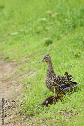 Mother and baby mallard ducks standing in the grass on the edge of a pond
