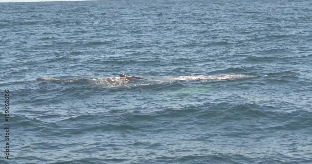 ICELAND – SEPTEMBER 2016 : Video shot of whale coming up from water on a beautiful day ICELAND – SEPTEMBER 2016 : Video shot of whale coming up from water on a beautiful day