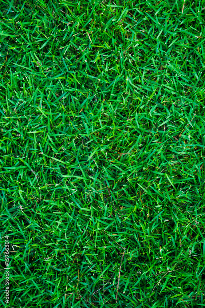 Green nature grass soccer field background Green nature grass soccer field background