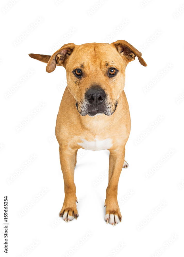 Big Mixed Breed Dog Standing on White