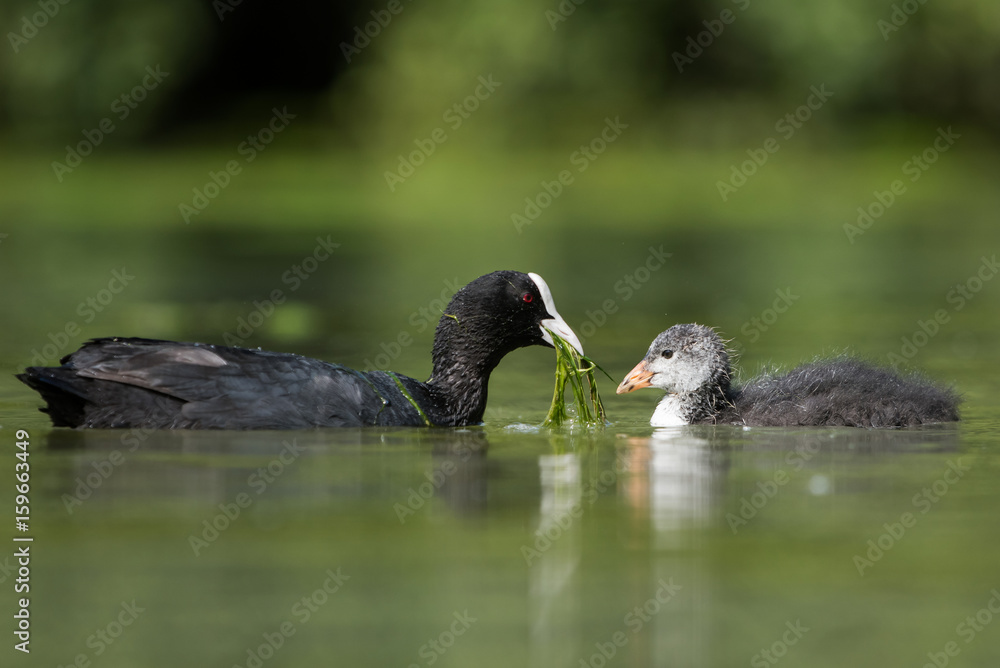 Fototapeta premium Eurasian Coot, Coot, Fulica atra - nestling