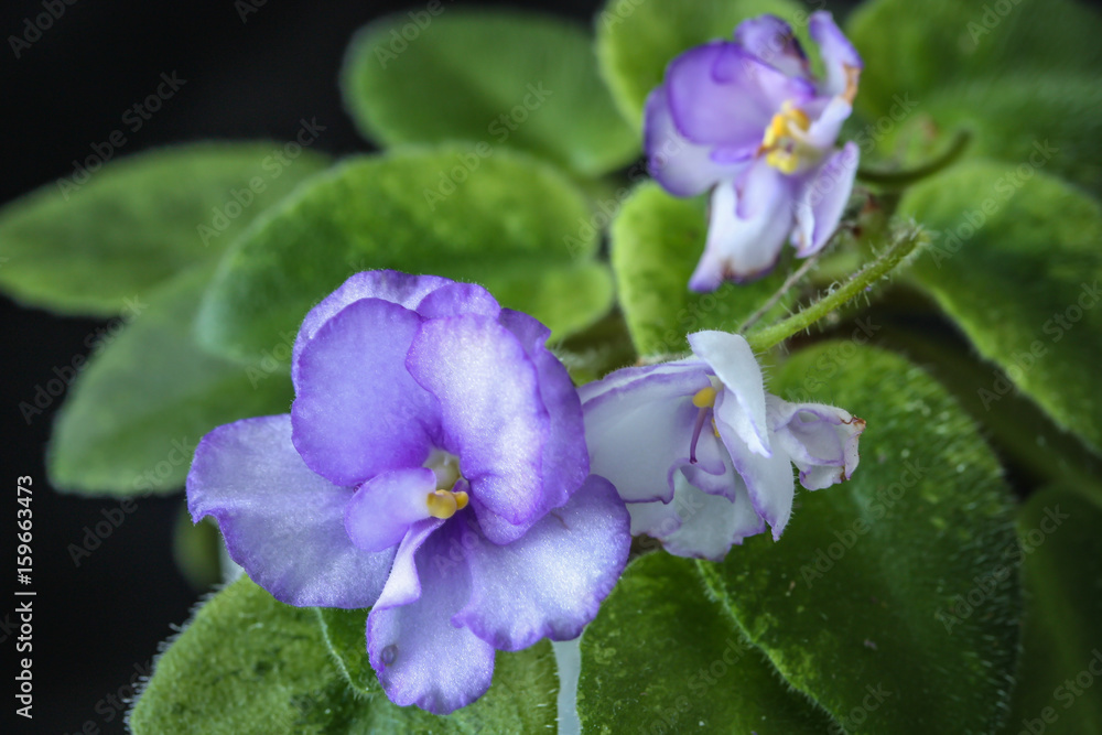 Obraz premium African Violet