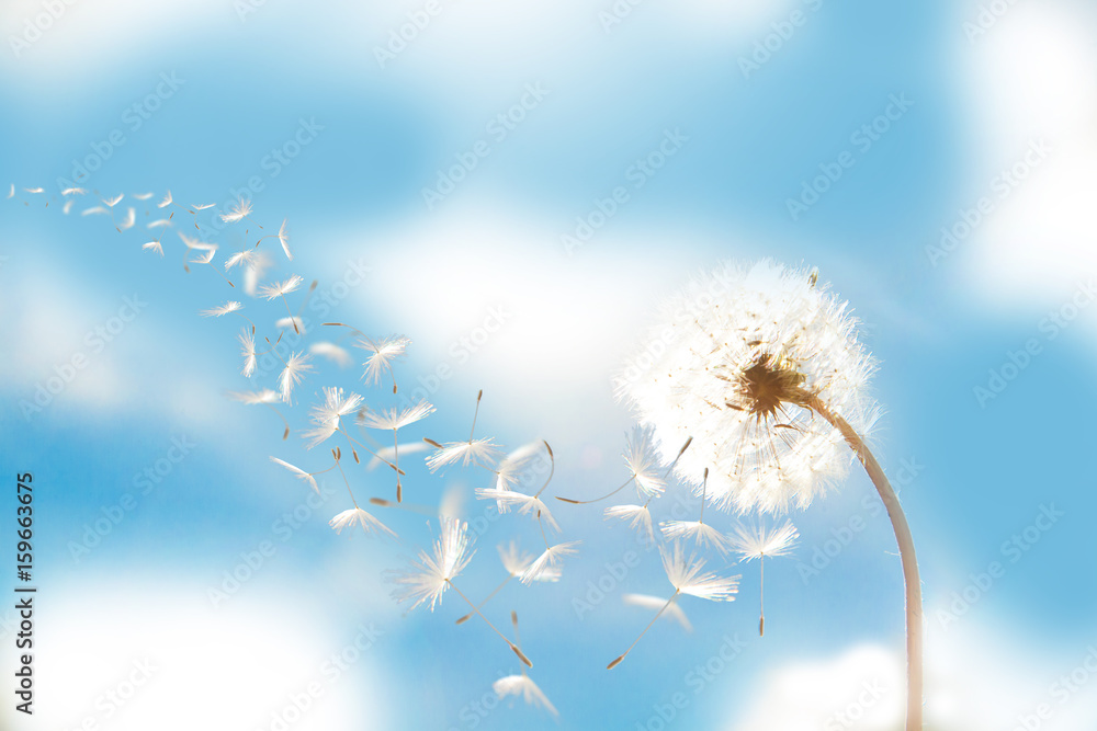 Beautiful flying dandelion seeds in the Wind on blue sky.