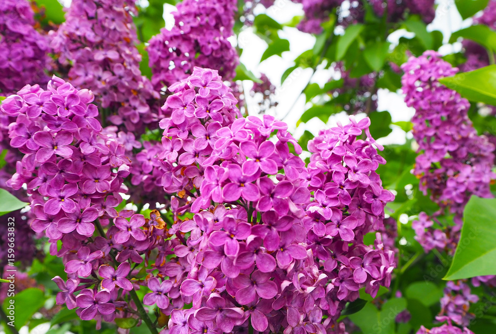 Branch of lilac purple flowers with green leaves. Spring summer background Branch of lilac purple flowers with green leaves. Spring summer background