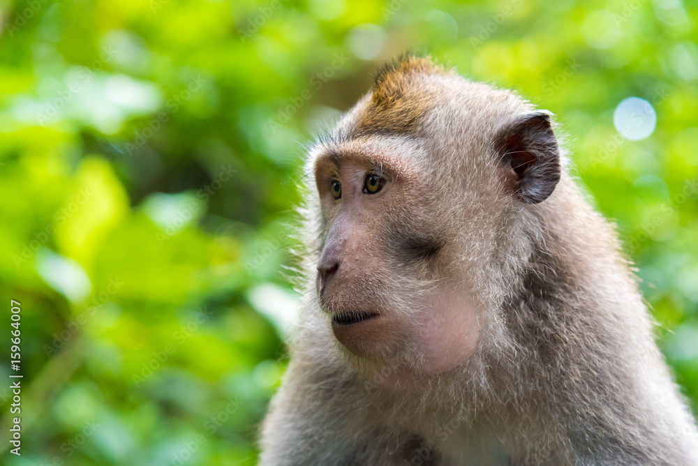 Portrait of macaque monkey with copy space for text Portrait of macaque monkey with copy space for text