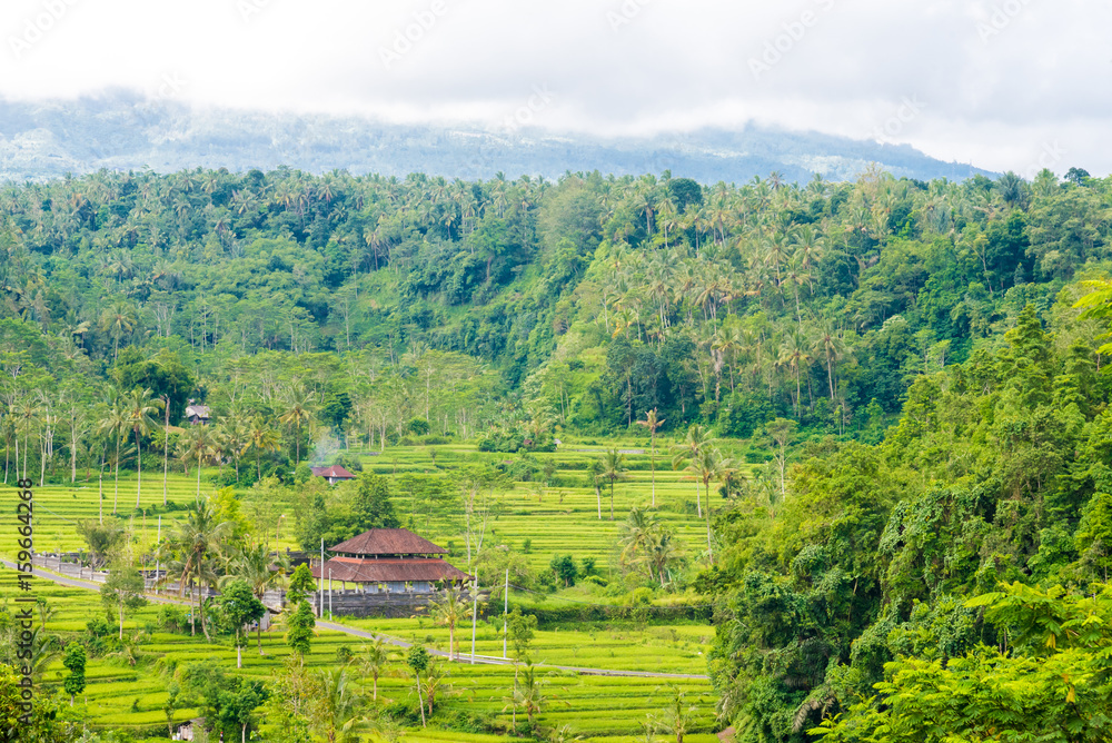 Rice terrace field near Rendang, Bali, Indonesia