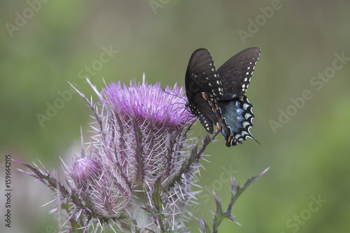 Spicebush Swallowtail Butterfly on wildflower bloom on natural landscape photo