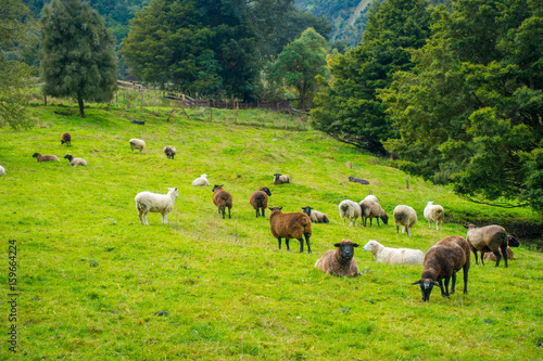 Beautiful view of some sheep grazing in river valley, located in south island in New Zealand