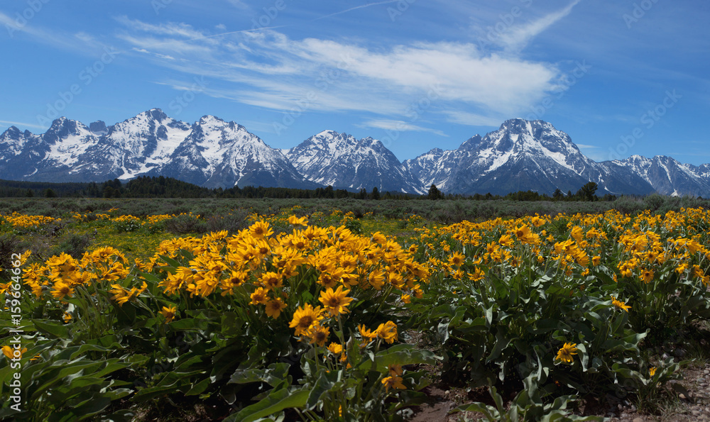Wildflowers at Grand Tetons Wildflowers at Grand Tetons