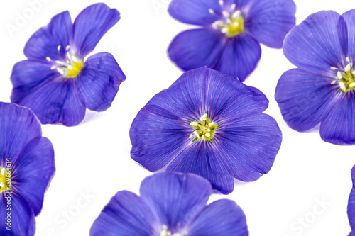 Blue flowers of flax, isolated on white background