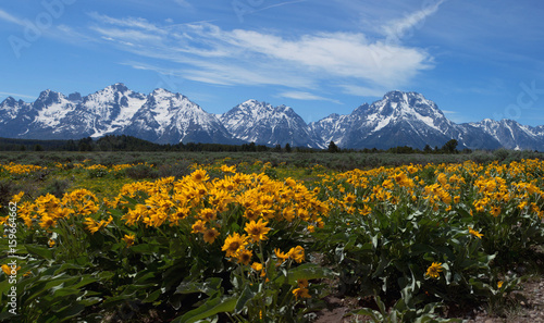 Wildflowers at Grand Tetons