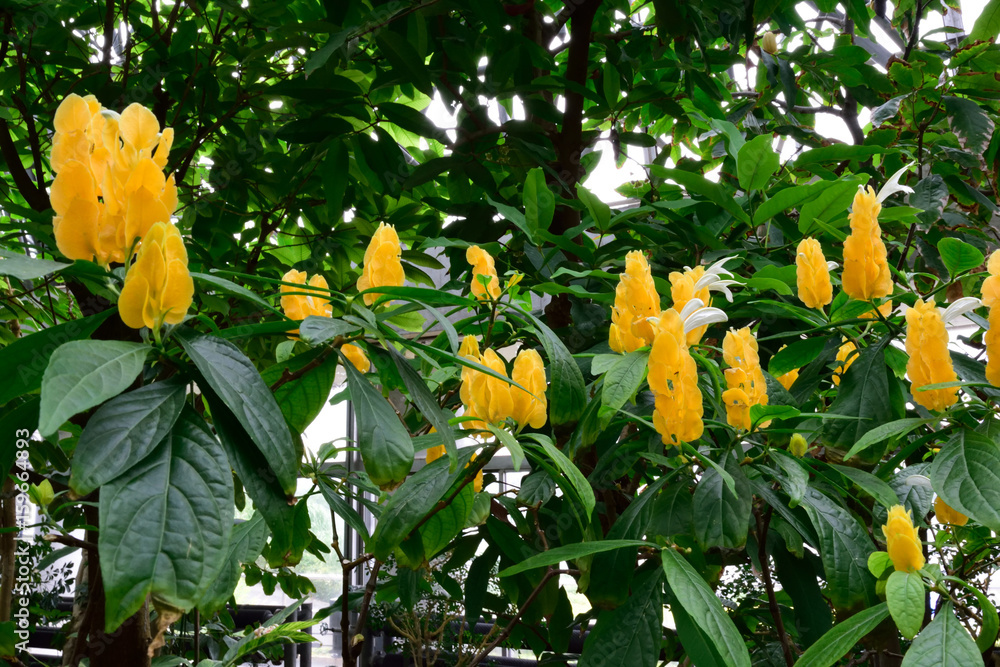 パキスタキスルテア Images Browse 2 Stock Photos Vectors And Video Adobe Stock