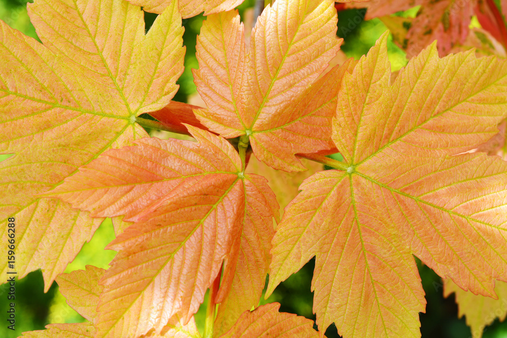 Young spring pink maple leaves. In the spring garden. Young spring pink maple leaves. In the spring garden.