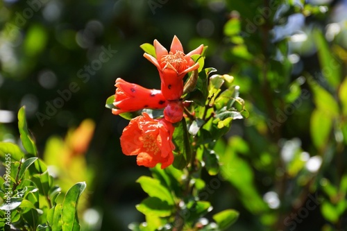 ザクロの花
